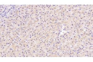 Detection of NT3 in Human Liver Tissue using Monoclonal Antibody to Neurotrophin 3 (NT3)