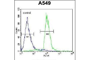 Flow cytometric analysis of A549 cells (right histogram) compared to a negative control cell (left histogram). (PARPBP Antikörper  (C-Term))