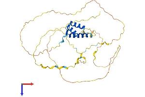 ALX3 Protein (AA 1-343) (His tag)