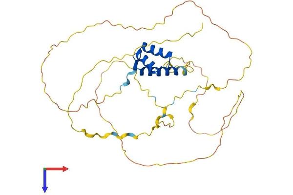 ALX3 Protein (AA 1-343) (His tag)