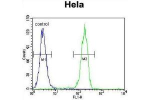 CCNG1 Antibody (C-term) flow cytometric analysis of Hela cells (right histogram) compared to a negative control cell (left histogram). (Cyclin G1 Antikörper  (C-Term))
