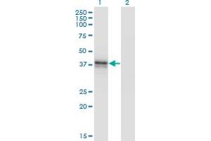Western Blot analysis of B3GAT3 expression in transfected 293T cell line by B3GAT3 monoclonal antibody (M02), clone 1C11. (B3GAT3 Antikörper  (AA 236-335))