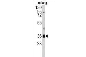Western blot analysis of anti-ANXA2 Antibody (N-term) (ABIN391619 and ABIN2841538) in mouse lung tissue lysates (35 μg/lane).