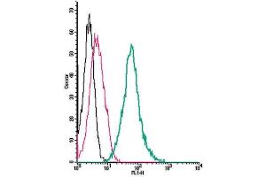 Cell surface detection of NPY1R by direct flow cytometry in live intact mouse J774 macrophage cell line: + Rabbit IgG isotype control-FITC.