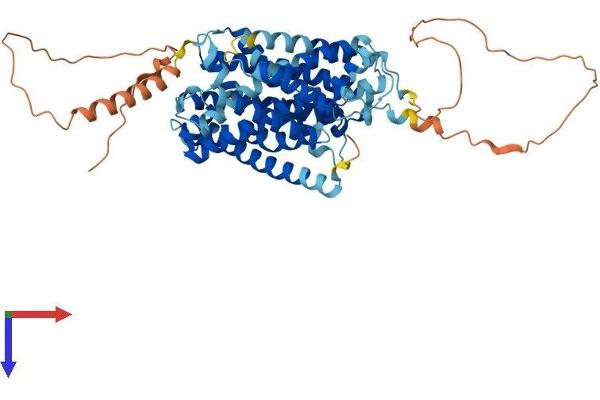 SLC38A4 Protein (AA 1-547) (His tag)