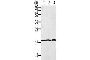 Gel: 12 % SDS-PAGE, Lysate: 40 μg, Lane 1-3: Raw264. (LAIR2 Antikörper)