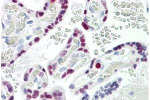 Image no. 2 for anti-AP2 alpha/beta (AA 388-437) antibody (ABIN2879117) (AP2 alpha/beta (AA 388-437) Antikörper)