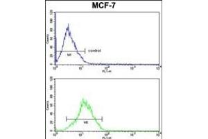 RBM3 Antibody (Center) (ABIN391593 and ABIN2841522) FC analysis of MCF-7 cells (bottom histogram) compared to a negative control cell (top histogram). (RBM3 Antikörper  (AA 55-84))