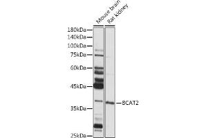 Western blot analysis of extracts of various cell lines, using BC antibody (ABIN6131008, ABIN6137483, ABIN6137484 and ABIN6223295) at 1:1000 dilution. (BCAT2 Antikörper  (AA 20-200))