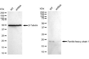 Western blotting analysis using Ferritin heavy chain 1 antibody (ABIN7798595). (Rekombinanter FTH1 Antikörper)