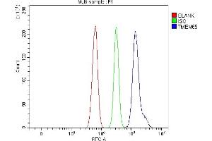 anti-Transmembrane Protein 65 (TMEM65) (Middle Region) antibody