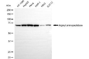 Western blotting analysis using arginyl aminopeptidase antibody (ABIN7797648).