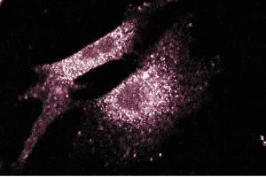Immunofluorescence (IF) image for anti-Solute Carrier Family 9, Subfamily A (NHE1, Cation Proton Antiporter 1), Member 1 (SLC9A1) (AA 682-801) antibody (ABIN968659)