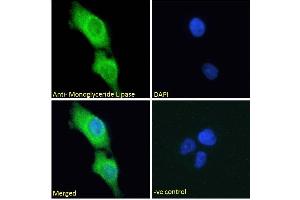 Immunofluorescence (IF) image for anti-Monoglyceride Lipase (MGLL) (Internal Region) antibody (ABIN334436)