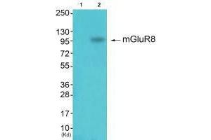 Western blot analysis of extracts from k562 cells (Lane 2), using mGluR8 antiobdy. (GRM8 Antikörper)