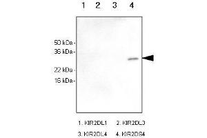 Recombinant human kIR2DL1, kIR2DL3, kIR2DL4 and kIR2DS4 (each 100ng) were resolved by SDS-PAGE, transferred to PVDF membrane and probed with anti-human kIR2DS4 antibody (1:1,000).