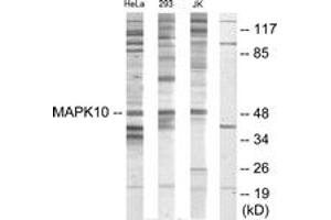 Western blot analysis of extracts from HeLa/293/Jurkat cells, using MAPK10 Antibody. (MAPK10 Antikörper  (AA 361-410))