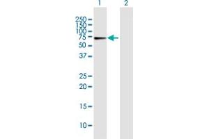 Western Blot analysis of CRY1 expression in transfected 293T cell line by CRY1 MaxPab polyclonal antibody.