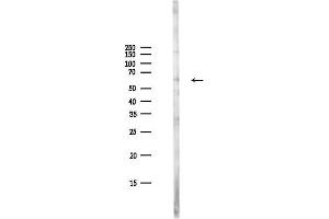 Western blot analysis of lysates from PC12 cells(LPS,4h treatment), using Cyclin  Antibody at 1/1000 dilution.