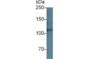 Detection of HSPG2 in Mouse Lung lysate using Polyclonal Antibody to Heparan Sulfate Proteoglycan 2 (HSPG2) (HSPG2 Antikörper  (AA 4149-4391))