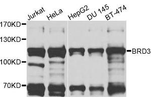 Western blot analysis of extracts of various cells, using BRD3 antibody. (BRD3 Antikörper)
