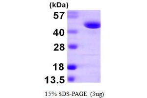SDS-PAGE (SDS) image for Phenylalanine-tRNA Synthetase 2 (Mitochondrial) (FARS2) (AA 37-451) protein (His tag) (ABIN7279400)