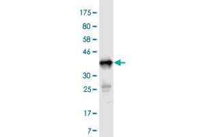 Western Blot detection against Immunogen (37. (TNFSF14 Antikörper  (AA 61-170))
