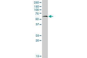 PAPSS2 MaxPab rabbit polyclonal antibody. (PAPSS2 Antikörper  (AA 1-614))