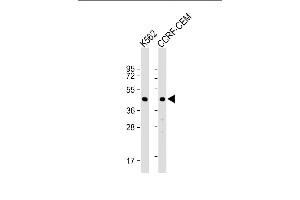 Western Blot at 1:1000 dilution Lane 1: K562 whole cell lysate Lane 2: CCRF-CEM whole cell lysate Lysates/proteins at 20 ug per lane. (YARS2 Antikörper  (C-Term))