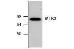 Image no. 1 for anti-Mitogen-Activated Protein Kinase Kinase Kinase 11 (MAP3K11) (C-Term) antibody (ABIN127111) (MAP3K11 Antikörper  (C-Term))