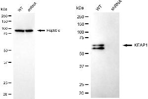 Western blotting analysis using KEAP1 antibody (ABIN7799161). (KEAP1 Antikörper)
