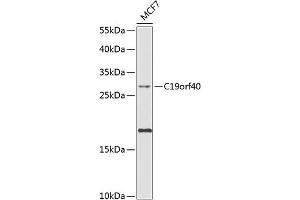 Western blot analysis of extracts of MCF-7 cells, using C19orf40 antibody (ABIN6133300, ABIN6137742, ABIN6137743 and ABIN6224612) at 1:1000 dilution. (FAAP24 Antikörper  (AA 1-215))
