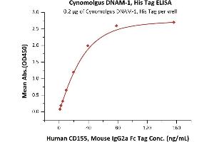 Immobilized Cynomolgus DNAM-1, His Tag (ABIN6386439,ABIN6388274) at 2 μg/mL (100 μL/well) can bind Human CD155, Mouse IgG2a Fc Tag, low endotoxin (ABIN4949085,ABIN4949086) with a linear range of 2-40 ng/mL (QC tested). (CD226 Protein (CD226) (AA 19-252) (His tag))