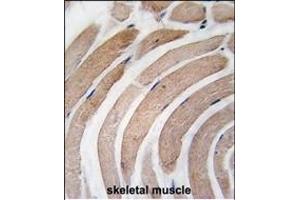 Formalin-fixed and paraffin-embedded human skeletal muscle tissue reacted with G4D Antibody  1811i , which was peroxidase-conjugated to the secondary antibody, followed by DAB staining. (ATG4D Antikörper  (AA 326-356))