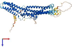 TTYH3 Protein (AA 1-523) (His tag)