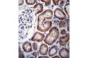 IREB2 Antibody (Center) (ABIN656586 and ABIN2845848) immunohistochemistry analysis in formalin fixed and paraffin embedded human kidney tissue followed by peroxidase conjugation of the secondary antibody and DAB staining. (IREB2 Antikörper  (AA 201-230))