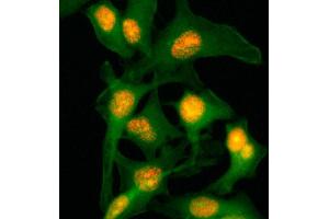 Immunocytochemistry staining of HeLa cells with Histone H2B monoclonal antibody, clone RM230  (Red). (HIST2H2BE Antikörper  (C-Term))