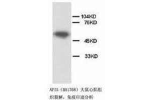Image no. 1 for anti-Apoptosis Inhibitor 5 (API5) (C-Term) antibody (ABIN1492929) (Apoptosis Inhibitor 5 Antikörper  (C-Term))