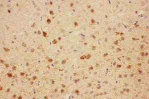 Anti-MAG antibody, IHC(P) IHC(P): Rat Brain Tissue (MAG Antikörper  (N-Term))