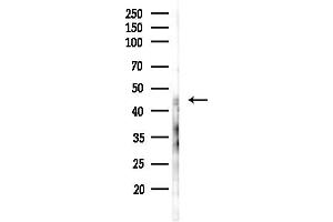 anti-Centrosomal Protein 41kDa (CEP41) (Internal Region) antibody