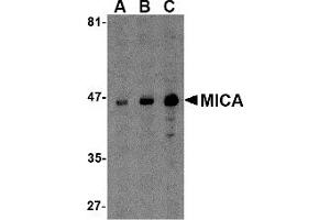 Western Blotting (WB) image for anti-MHC Class I Polypeptide-Related Sequence A (MICA) (C-Term) antibody (ABIN1030519) (MICA Antikörper  (C-Term))