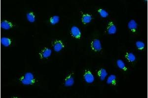 IF analysis of GCC1 using anti-GCC1 antibody (ABIN7600700). (GCC1 Antikörper  (AA 22-763))