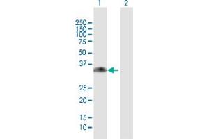 Western Blot analysis of GNMT expression in transfected 293T cell line by GNMT MaxPab polyclonal antibody.