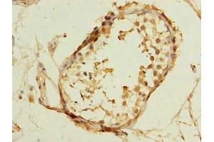 Immunohistochemistry of paraffin-embedded human testis tissue using ABIN7172942 at dilution of 1:100 (TM7SF3 Antikörper  (AA 22-295))