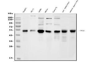 Western blot analysis of FOXA2 using anti-FOXA2 antibody (ABIN7600003).
