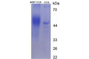 Image no. 1 for Myelin Basic Protein (MBP) peptide (Ovalbumin) (ABIN5666279) (Myelin Basic Protein (MBP) peptide (Ovalbumin))