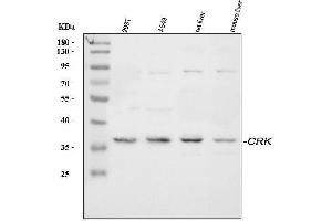 Western blot analysis of Crk p38 using anti-Crk p38 antibody (ABIN3042758).