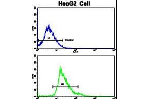 Flow cytometric analysis of HepG2 cells using Creatine Kinase MB (CKM) Antibody (bottom histogram) compared to a negative control cell (top histogram).