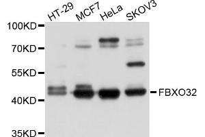 Western blot analysis of extracts of various cell lines, using FBXO32 antibody (ABIN5971639) at 1/1000 dilution. (FBXO32 Antikörper)