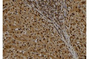 ABIN6277717 at 1/100 staining Human liver tissue by IHC-P. (IRF7 Antikörper  (C-Term))